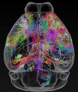 Se ven neuronas explotando en todo el cerebro como fuegos artificiales en el mapa más detallado jamás hecho